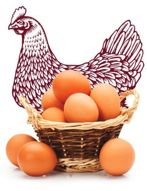Imagem de uma galinha com uma cesta de ovos